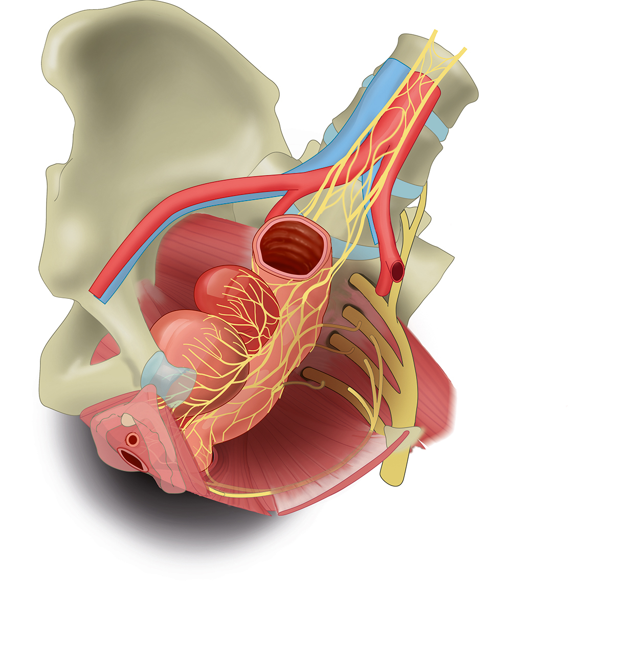 Anatomical illustration of the nerve pathway from the sacral spinal cord to the lower bowel