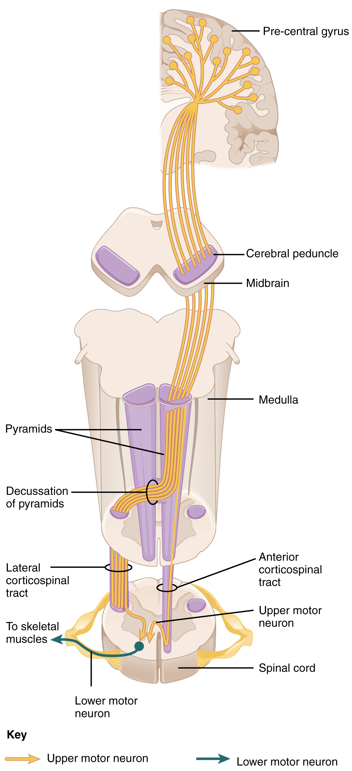 Anatomical illustration of the motor pathway from the cervical spinal cord through the arm nerves to the forearm muscles that close the hand